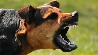 A Navy SEAL explains what to do if youre attacked by a dog