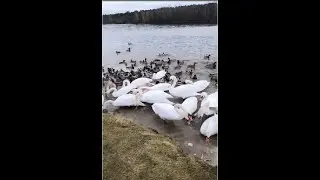 Общительные лебеди и утки на водоеме.  Подкормите птиц весной.