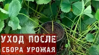 Уход за клубникой после сбора урожая