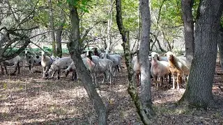 Овцы взбунтовались когда увидели собаку в лесу