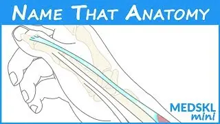 Name That Anatomy - Episode 162