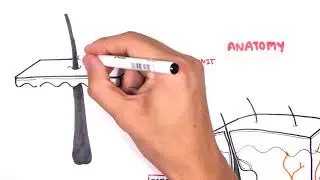 Introduction to Skin Anatomy and Physiology