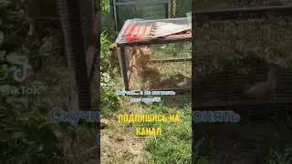 СОБАКА ГОНЯЕТ КУР