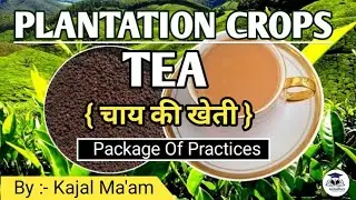 Plantation crop - Tea || Package Of Practices || Semester - 1 || By :- Kajal Ma'am