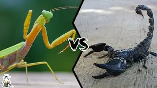 Praying Mantis vs Scorpion -  Who is the Strongest Predator of the Insect World?