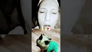 тяга за чипи чипи чапа чапа 