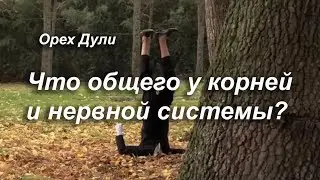 Корни и интеллект. Орех Дули.