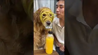 DOG LOVES JUICE! #pets #doglover #funny #cuteanimals #cute #dogs