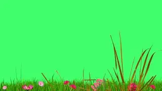 Flower grass green screen | flower green screen | green screen