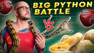 PYTHON BATTLE! Burmese vs Reticulated Pythons | Which One Is Best?