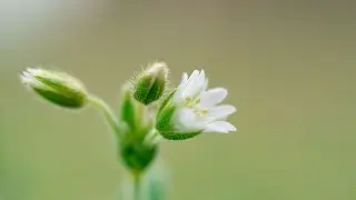 Pictures from My Garden - Spring and Early Summer 2024