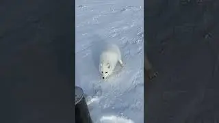 This Arctic Fox tried to steal our food!