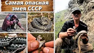 Самая опасная змея СССР. Гюрза.