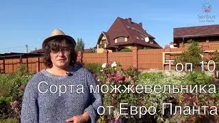 Топ 10.  Сорта можжевельника от Самойленко Натальи