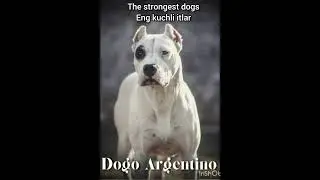 Eng kuchli itlar. The strongest dogs Top-10