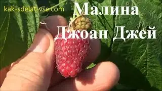 Сорта малины. Малина Джоан Джей (Joan J)