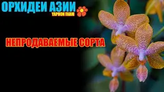 Непродаваемые сорта. Коллекция бридера