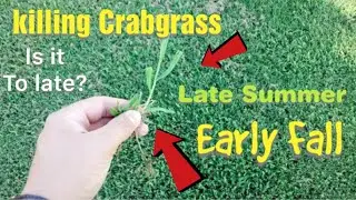 Killing Crabgrass late Summer Early Fall, plus Quinclorac 75 DF Ugly lawn fix