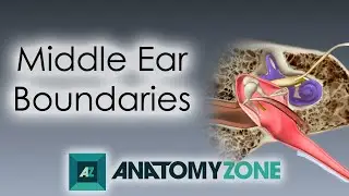 Boundaries of the Middle Ear | Anatomy Tutorial