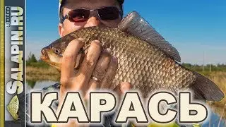 Ловля крупного карася на пруду фидером. МОРДАТЫЕ карасищи!!! [salapinru]