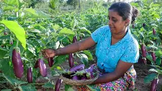 our breakfast ! A simple breakfast with a delicious curry made from brinjal. village kitchen recipe