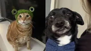 Try Not To Laugh 🤣 New Funny Cats Video 😹 - Just Cats Part 19