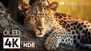 BEST DETAILS DOLBY VISION 4K HDR AFRICAN ANIMALS | with immersive Cinematic Sound (dynamic color)