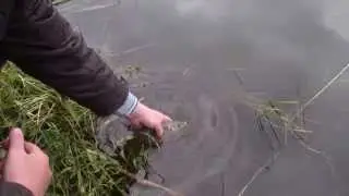 Зеркальный карпик,платник 