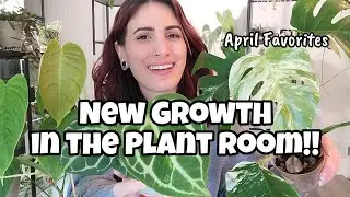 These Plants Are Doing SO WELL!! 🌿🩷 top 5 favorites of April 2024 * late, but hey...new plant room!!