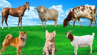 Farm Animal Characteristics - Dogs, Cats, Cows, Sheep, Goats, Horses