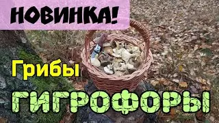 Где в лесу искать грибы гигрофоры и как их есть?