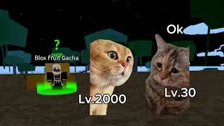 BLOX FRUIT First Sea [Cat meme]                             #catmemes #firstsea #Mowrox