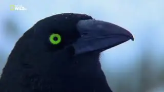 Удивительная природа, дикие животные - Тасмания. 