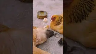 Смешная собака из китайской деревни