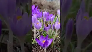 ВЕСНААААА в саду!!! #springflowers  #spring