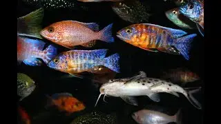 Growing Lots of Small Fish into Potential Beauties