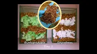 Eco-Win or Eco-Fail? Vermicomposting Time-Lapse of Biodegradable vs Styrofoam Packing Peanuts.