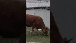 ДЕТСТВО Султана Лагучева в ауле | Документальный фильм