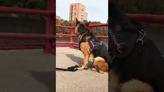 Эдит немецкая овчарка💕💋 Зайки уминя новый тел но неволнуйтесь ролики также будут выходить!!!!💕😁😎