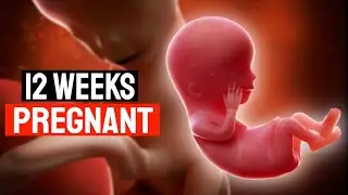 12 Weeks Pregnant Inside The Womb । 12 Week Pregnancy Symptoms । 12th Week Pregnancy