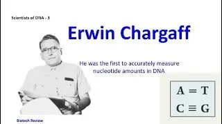 Erwin Chargaff |  First man who accurately measured nucleotide amounts in DNA | DNA structure