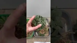 ГИГАНТСКАЯ ХАВОРТИЯ GIANT HAWORTHIA SUCCULENTS PLANTS