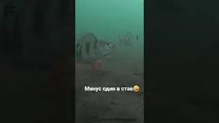 Поклевка окуня. зимняя рыбалка)