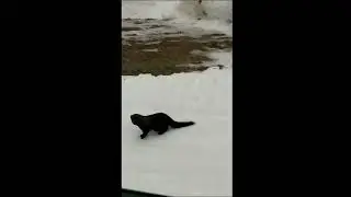 Fisher seen in northern Maine backyard