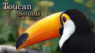 TOUCAN SOUNDS - Toucan Sound Effect