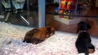 NYC pet store