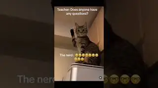 Funny animal videos I found on Instagram and Tiktok 