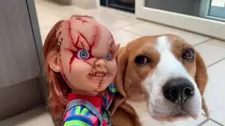 Beagles vs Chucky from Child's Play #1