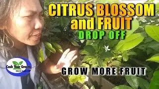 WHY MY CITRUS TREE IS DROPPING FRUIT AND BLOSSOMS / SECRET fix it and make huge fruit