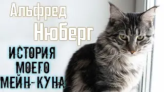 АЛЬФУ ГОД! Порода МЕЙН-КУН и её особенности | НЮБЕРГ о кастрации, агрессии и воспитании своего кота